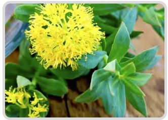 Silymarin (Milk Thistle Extract)
