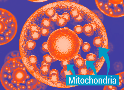 mitochondria mitochondria