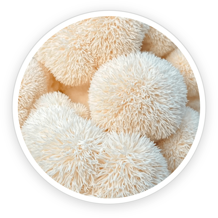 Bacillus Coagulans