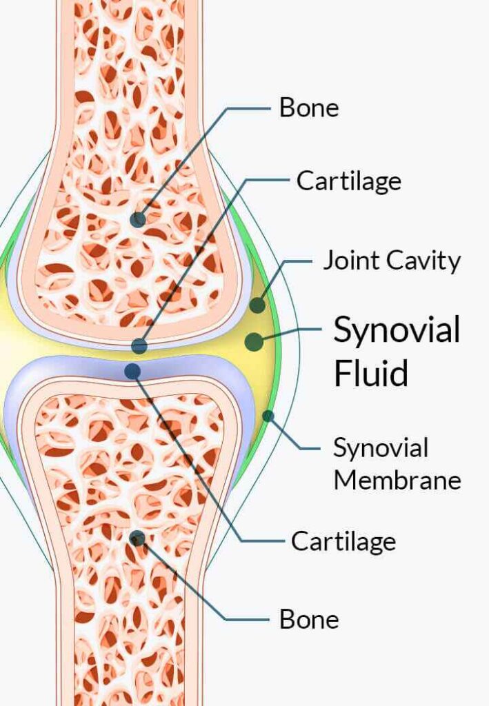 Visual explanation of how Joint Genesis improves joint lubrication, reduces pain, and supports cartilage health