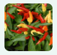 Capsicum Annuum