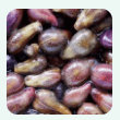 Grape Seed Extract