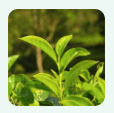 Green Tea Extract