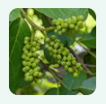 Gymnema Sylvestre