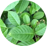 Banaba Leaf
