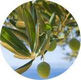 8. Oleuropein (Olive Leaf Extract)