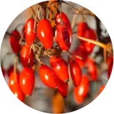 Berberine
HCl